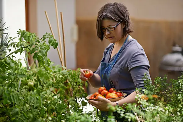 Agriculture, food and woman with tomatoes in garden for growth, health or summer sustainability. Farm, nature and spring with confident mature person farming or picking vegetables in greenhouse.