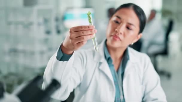 サンプルの分析 成長の進歩およびGmo工学のための実験室の植物が付いている科学者 女性およびテスト管 持続可能な医学のための葉を持つバイオテクノロジー 科学または医薬品研究 — ストック動画