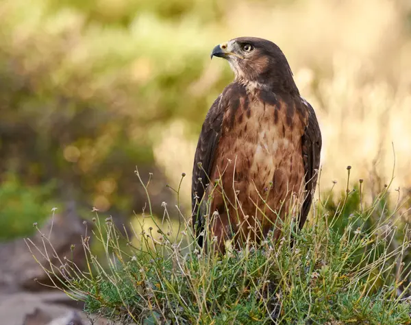 Aves Águila Tierra Naturaleza Para Ecología Con Ecosistema Plumas Alas —  Fotos de Stock