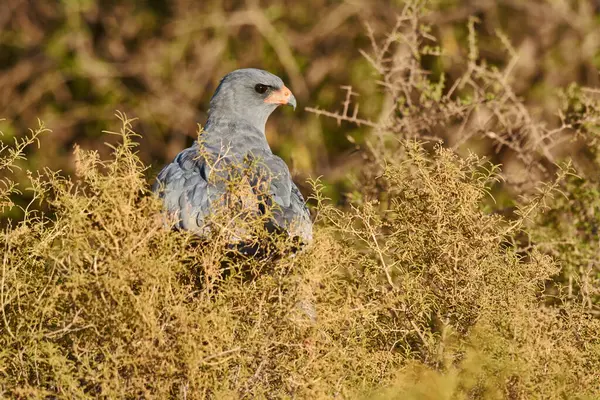 Pájaro Halcón Árbol Naturaleza Para Ecología Con Ecosistema Plumas Alas —  Fotos de Stock
