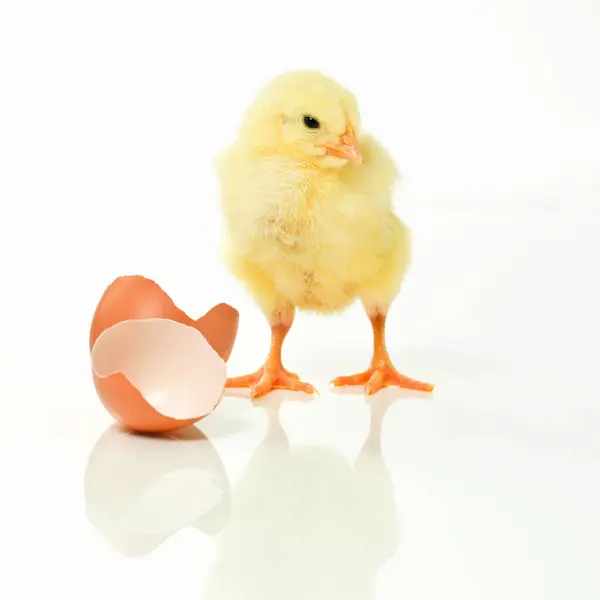 Новорожденный Курица Яйцо Студии Белом Фоне Милое Маленькое Животное Желтом — стоковое фото