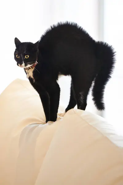 Кошка Дом Диван Испуганным Удивленным Шокированным Домашним Животным Диване Гостиной — стоковое фото