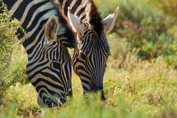 Zebras, grass and outdoor with nature, sunshine and environment with countryside and habitat. Animals, natural and food with summer and plants with safari and bush with wildlife and Africa.