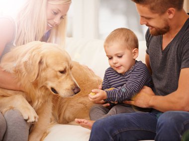 Aile, köpek ve bebek, anne, baba ve sevgi bir kanepede bir araya gelip evcil hayvanla bağ kuruyor. Golden retriever, ev ve kanepe destekli, mercekli ve çocuklu bir salonda özen ve hayvanlı..