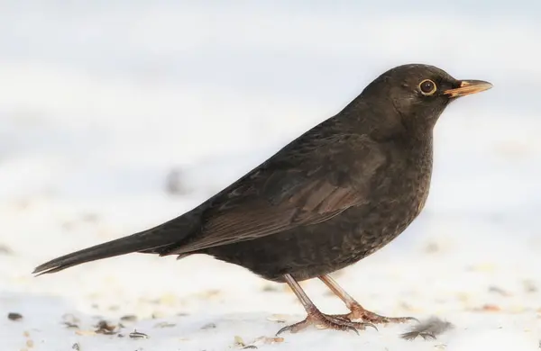 Ptaki Śnieg Przyroda Zimą Lodem Dziką Przyrodą Ornitologii Obserwacji Ptaków — Zdjęcie stockowe