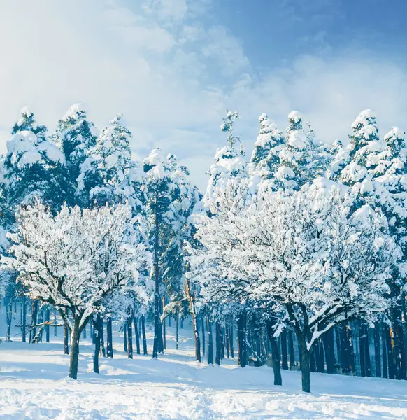Las Drzewa Góry Zimowe Dla Środowiska Śniegu Kanadzie Wypoczynek Nartach — Zdjęcie stockowe