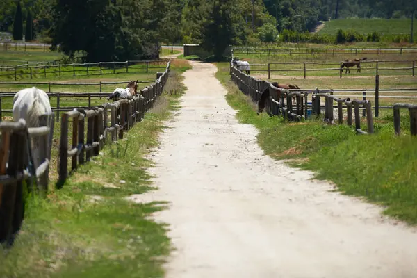 Boerderij Paard Ranch Met Onverharde Weg Natuur Het Eten Van — Stockfoto