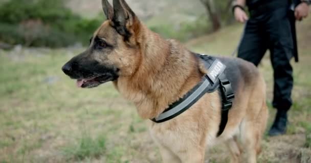 Pies Policjant Człowiek Polu Zewnątrz Szkolenia Dla Poszukiwań Ratownictwa Służb — Wideo stockowe