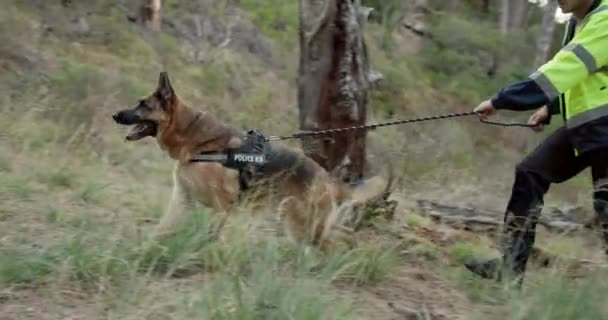 Anjing Polisi Dan Manusia Berjalan Untuk Pelayanan Dalam Pelatihan Pencarian — Stok Video
