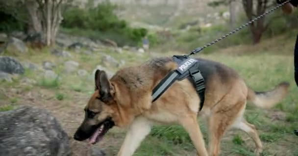 警察官 またはK9ユニットでの捜査のための屋外での犯罪現場をパトロールします 緊急対応 犬の捜索や救助 人間の香りや薬として — ストック動画