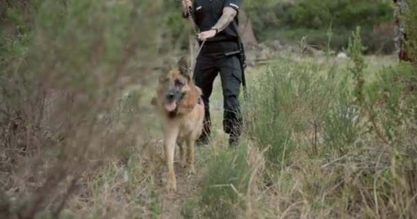 Pes Policejní Pátrání Venkovní Mužem Procházce Službami Oblasti Výcviku Záchrany — Stock video