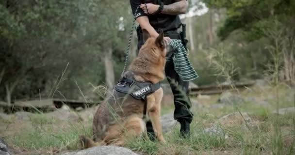 警察官 狙撃犬 または現場で犯罪現場をパトロールする K9ユニットの捜査のための最初の応答者または法執行機関 人間の香りのための救助および動物のための緊急の応答 カインおよび捜索 — ストック動画