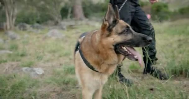 Αστυνομικός Σκύλοι Περίπολος Τόπο Εγκλήματος Στο Πεδίο Πρώτος Ανταποκριτής Επιβολή — Αρχείο Βίντεο