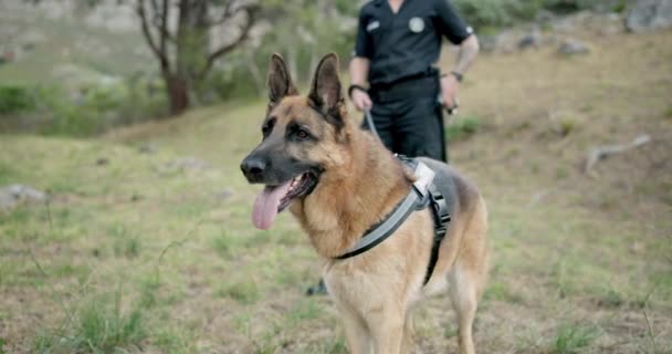 警犬和现场现场 第一反应人员和执法人员在K9单位进行调查 应急反应 警犬搜索和救援以及嗅探犬寻找人类气味或毒品 — 图库视频影像