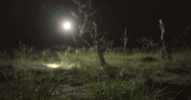 Búsqueda Linterna Investigador Noche Para Investigación Pistas Informe Persona Desaparecida — Vídeos de Stock