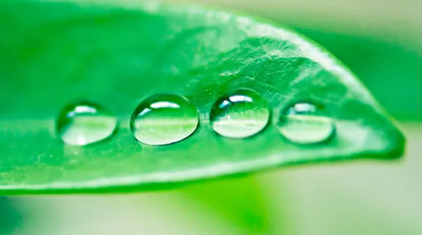 Gotas Água Folhas Plantas Natureza Ambiente Livre Fundo Verde Verão — Fotografia de Stock