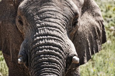 Fil, yakın plan ve doğada sürdürülebilir safari seyahati ya da çevrenin korunması ile birlikte hayvan dişleri. Afrika 'da doğal, fildişi ve ekoloji koruması ve sığınma evinde çevre dostu deneyimi.