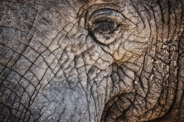 Elefante Primer Plano Ojo Animal Naturaleza Con Viajes Safari Sostenible —  Fotos de Stock