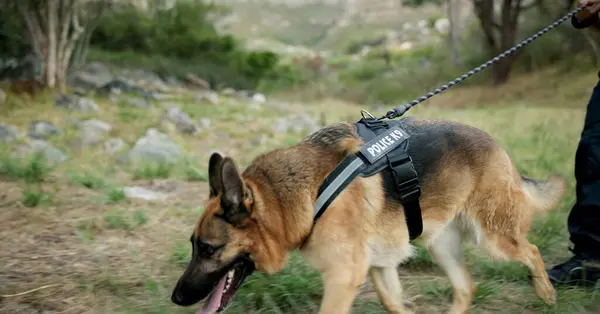 Policeman, dogs or patrol a crime scene in outdoor, first responder or law enforcement for investigation in k9 unit. Emergency response, canine search or rescue as sniffer dog or human scent or drug.