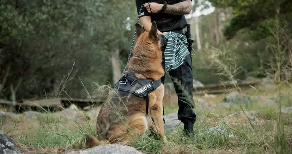 警察官 狙撃犬 または現場で犯罪現場をパトロールする K9ユニットの捜査のための最初の応答者または法執行機関 人間の香りのための救助および動物のための緊急の応答 カインおよび捜索 — ストック写真