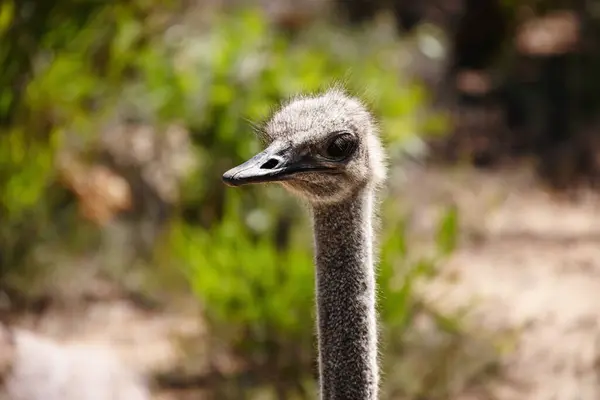 Struisvogel Vogel Safari Het Veld Voor Reizen Vakantiebestemming Natuurbehoud Dier — Stockfoto