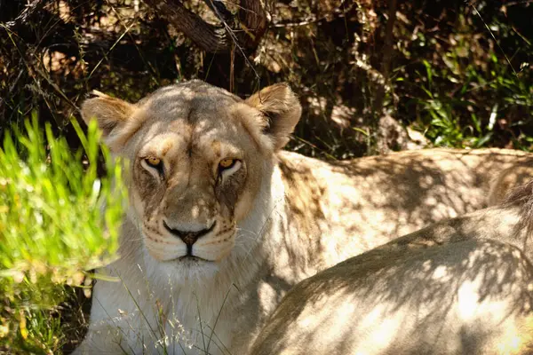 Lioness, animal or face of wild cat in forest, grass or nature by pasture for camouflage in South Africa. Safari, travel or predator under tree for shade in environment, sunshine or wildlife location.