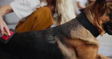 Aşk, fırça ve kadınla oturma odasında köpek eşliğinde, yerde hayvanlara bağlılık ve sadakat. Hayvan bakımı, kadın ve Alman çoban köpekleri evde, halı üzerinde kaynaşmak, tımar etmek ve rahatlamak için..