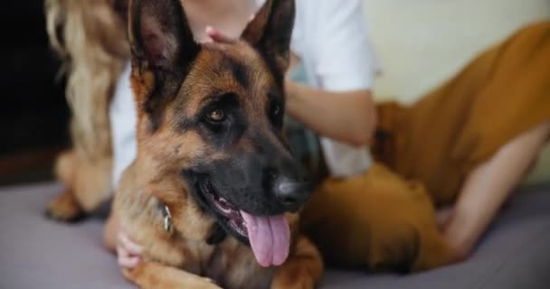 Relajarse Sofá Chica Casa Con Perro Para Compañía Investigación Lealtad — Vídeos de Stock