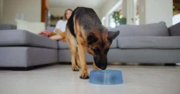 Hund Schäferhund Oder Futterschale Zum Fressen Essen Oder Energiesparen Hause — Stockvideo