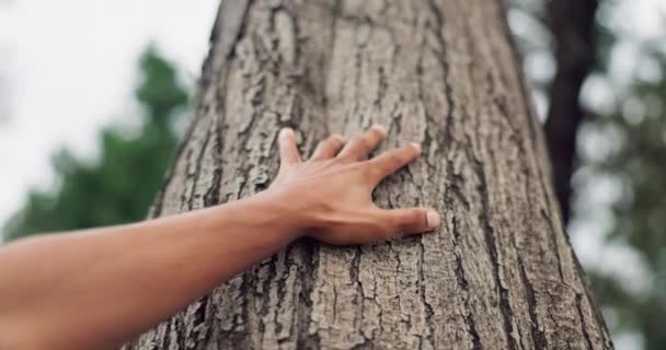 Személy Kéz Erdőben Természet Vagy Erdő Gondozás Szeretet Vagy Fenntarthatóság — Stock videók