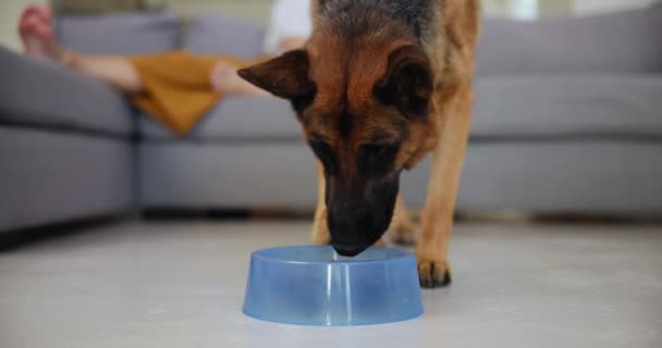 Pies Miska Jedzenie Jedzenia Żywienia Energii Domu Salonie Salonie Kanapie — Wideo stockowe