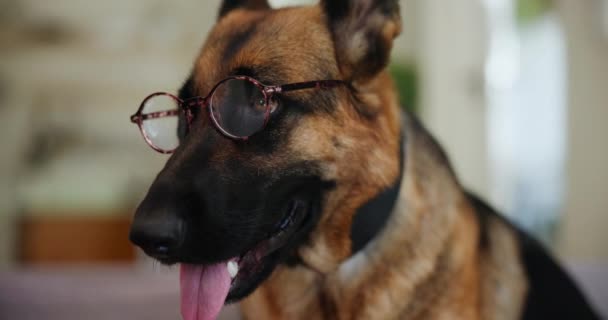 Zuhause Haustier Und Mode Mit Hundebrille Accessoire Auf Schäferhund Zum — Stockvideo