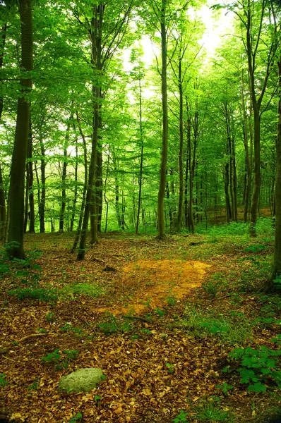 Ympäristö Metsä Luonto Puineen Kesällä Ekosysteemin Säilyttämiseksi Tai Kestävyyden Varmistamiseksi — kuvapankkivalokuva