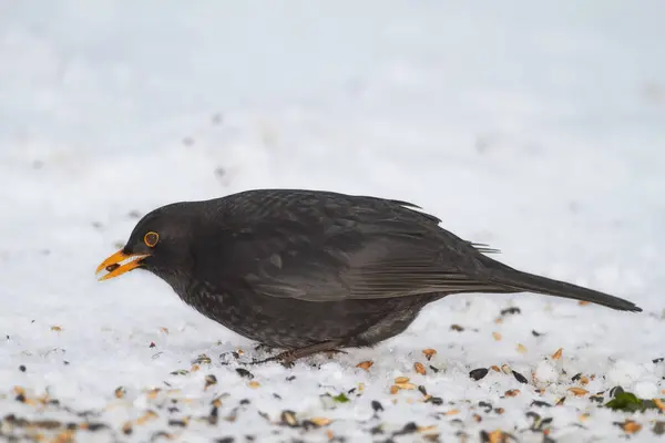 Sort Fugl Sulten Naturen Med Til Vinter Dyreliv Naturlige Levesteder - Stock-foto