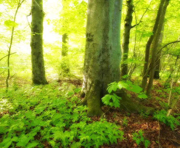 Forêt Bois Arbres Dans Nature Environnement Avec Paysage Verdure Conservation — Photo