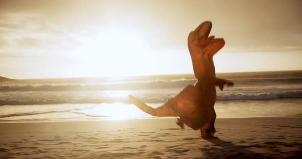 Plage Coucher Soleil Dinosaure Courant Tombant Gonflable Comique Vacances Été — Video