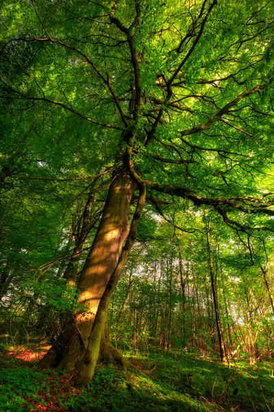 Ympäristö Metsä Luonto Keväällä Ekosysteemin Säilyttämiseksi Tai Kestävyyden Varmistamiseksi Viidakko — kuvapankkivalokuva