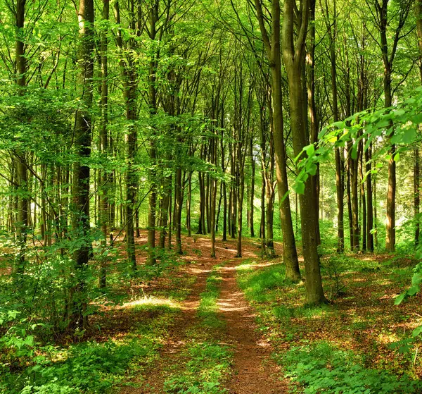 Luonto Metsä Keväällä Puita Maisemaa Kasvua Luonnon Ilmasto Ekologia Aamu — kuvapankkivalokuva