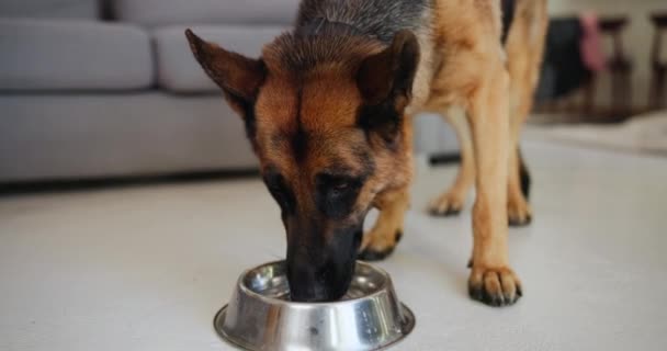 Собака Дієта Миска Водою Пиття Харчування Енергії Вдома Вітальні Вітальні Стокове Відео 