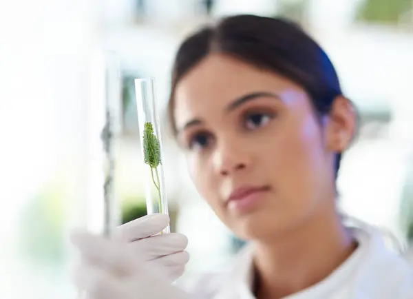 Naukowiec Kobieta Roślina Probówce Badań Innowacji Lub Botaniki Laboratorium Medycznym — Zdjęcie stockowe