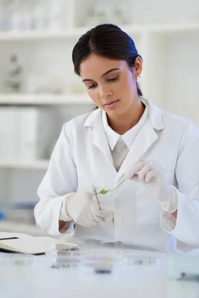 Cientista Mulher Planta Cortada Para Pesquisa Inovação Botânica Laboratório Médico — Fotografia de Stock