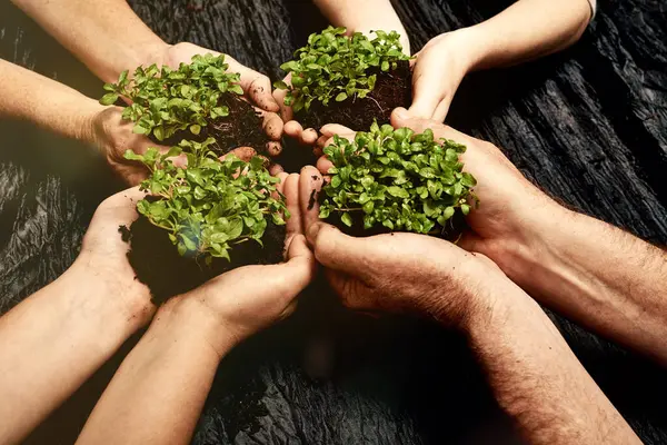 Plant soil, hands and diversity with teamwork by dark surface for nature and environment future for Earth Day. Sustainability, collaboration and palm with growth for climate change and clean energy.