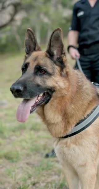 Полиция Человек Собака Месте Преступления Расследование Инспекция Служебным Животным Обыска Лицензионные Стоковые Видеоролики