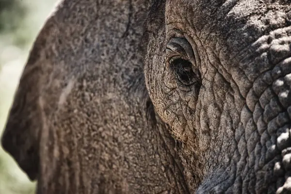 Animaux Yeux Gros Plans Éléphant Dans Nature Avec Safari Durable — Photo