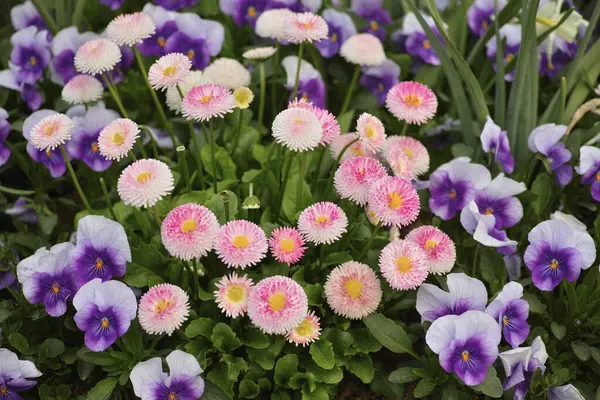Violetti Vaaleanpunainen Kukkia Puutarhassa Tai Maiseman Keväällä Kukassa Kasvua Kasveja tekijänoikeusvapaita valokuvia kuvapankista