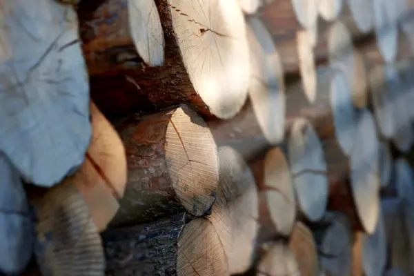 Kereste Odun Odun Yığını Orman Orman Tahrip Edici Ağaç Yakacak — Stok fotoğraf