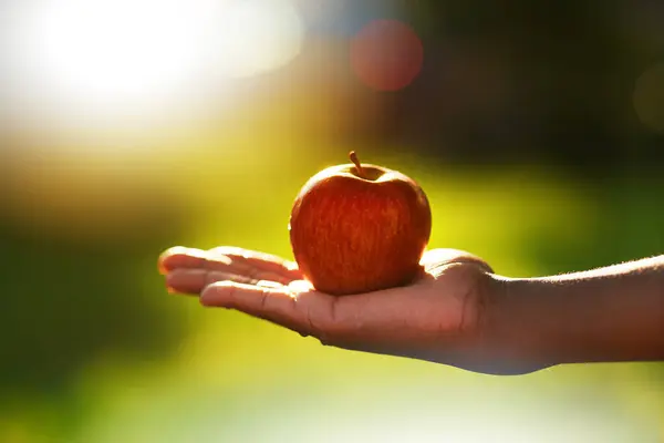 Μήλο Τροφή Και Χέρι Του Ατόμου Στην Εκμετάλλευση Οπωρώνα Για — Φωτογραφία Αρχείου