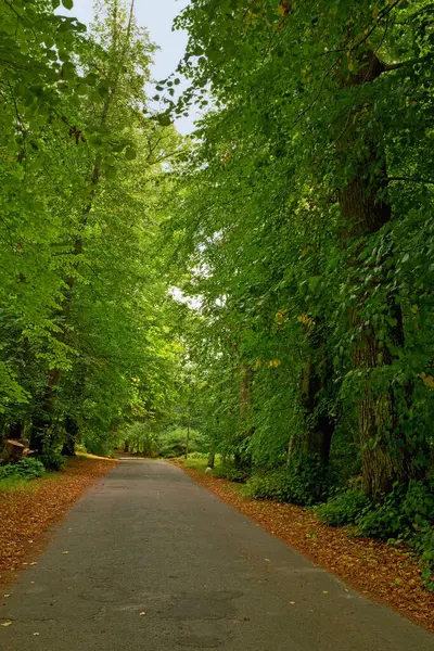 Road Landscape Forest Trees Countryside Travel Adventure Leaves Tarmac Nature — Stock Photo, Image