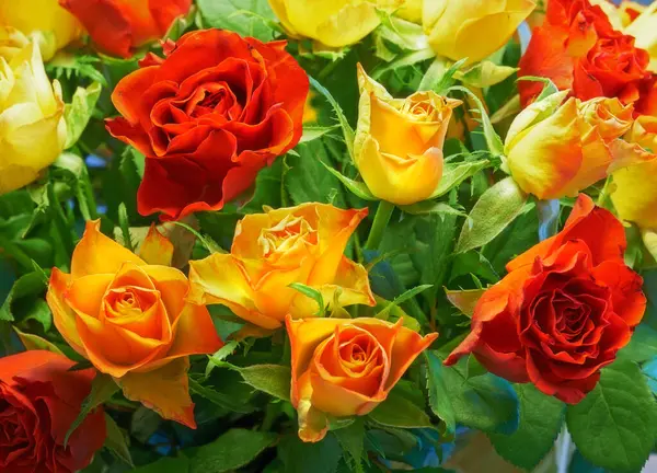 Ruusut Kimppu Puutarha Tai Luonto Keväällä Kukkia Kasvua Kasveja Lähikuva — kuvapankkivalokuva