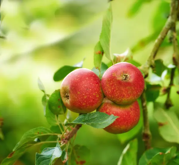 Red Apples Orchard Trees Nature Countryside Summer Garden Leaves Fruit — Stock Photo, Image